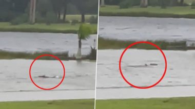 Shark Spotted on Submerged Fort Myers Street Amid Hurricane Ian; Viral Video Showing The Marine Life Swimming on Floodwater is Real!
